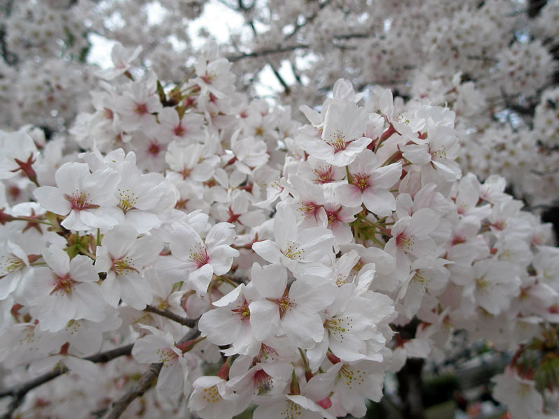 桜の花のアップの写真